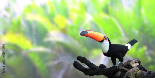 Horizontal banner with beautiful colorful toucan bird (Ramphastidae) on a branch in a rainforest. On blurred background of green color