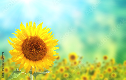 Fototapeta Naklejka Na Ścianę i Meble -  Bright yellow sunflower on blurred sunny background of green and blue color. Mock up template. Copy space for text