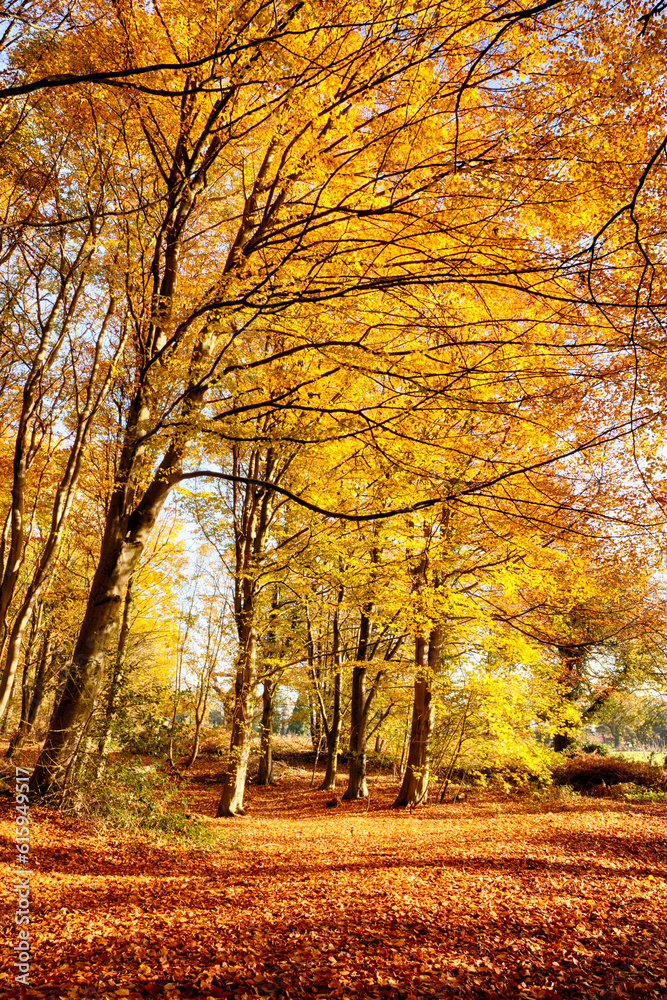 Forest in full autumn colour. Woodland floor covered in bright orange fall leaves and morning sunlight bursting through the trees