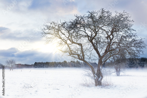 Wallpaper Mural Bare tree in a snow field with sunrise sunlight shining through the landscape. Early morning snow scene in Norfolk UK during winter Torontodigital.ca