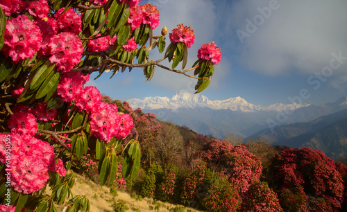 Fotografía Himalaya Mountains range with red rhododendron flowers in foreground