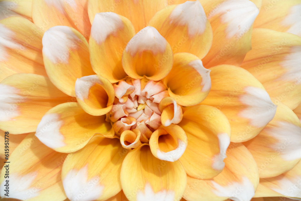 Fototapeta premium Yellow Dahlia close up.