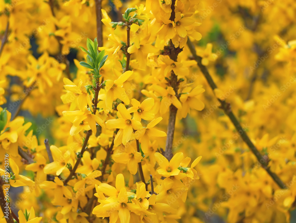 Many Yellow Flowers of Forsythia blossoming in April, artwork background close-up Many Yellow Flowers of Forsythia blossoming in April, artwork background close-up