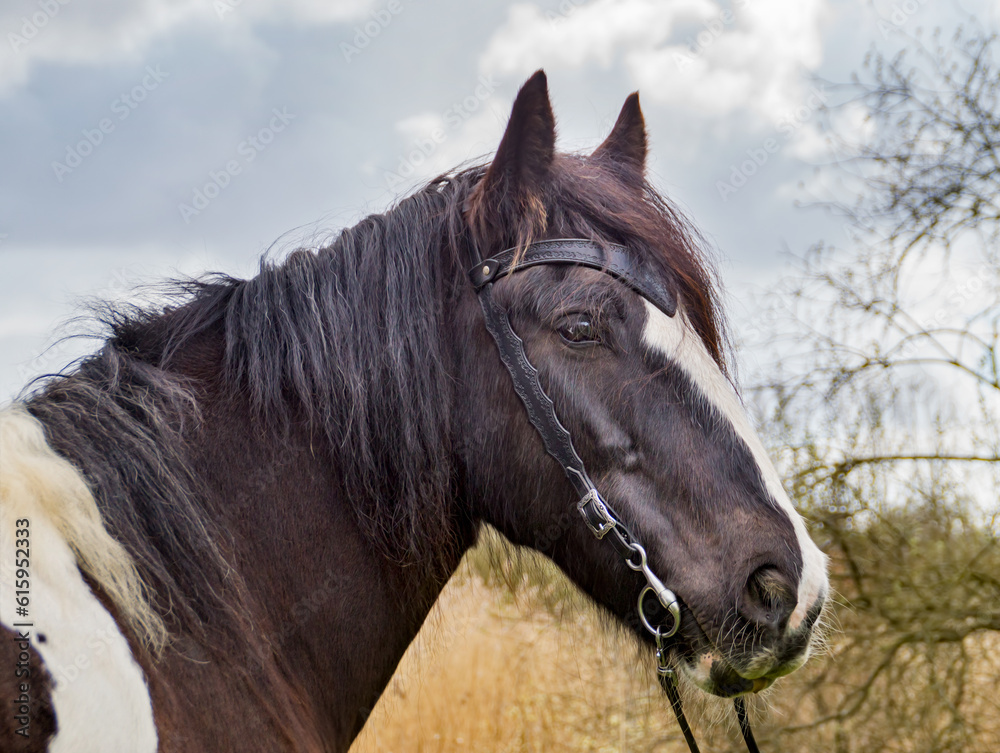 Tinker horse portrait Tinker horse portrait