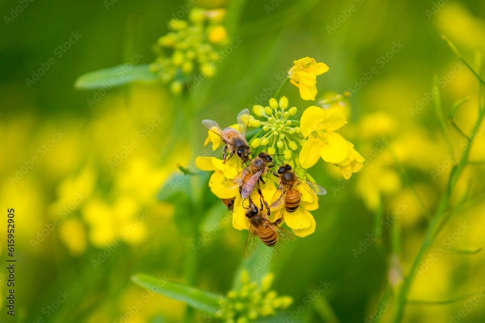 A honey basket of a mobile honey collection plant, in a mustard field, in munshigonj, Dhaka, Bangladesh. A honey basket of a mobile honey collection plant, in a mustard field, in munshigonj, Dhaka, Bangladesh.