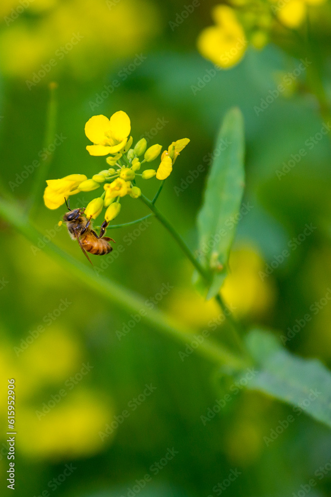 A honey basket of a mobile honey collection plant, in a mustard field, in munshigonj, Dhaka, Bangladesh. A honey basket of a mobile honey collection plant, in a mustard field, in munshigonj, Dhaka, Bangladesh.