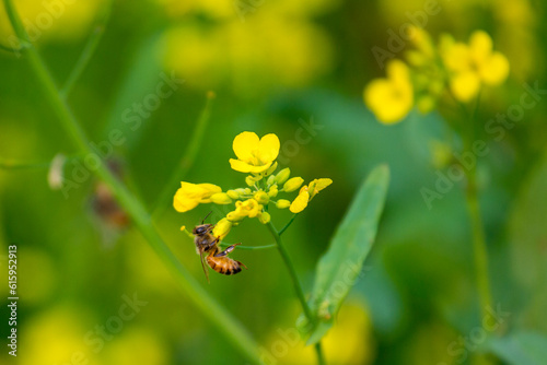 A honey basket of a mobile honey collection plant  in a mustard field  in munshigonj  Dhaka  Bangladesh.