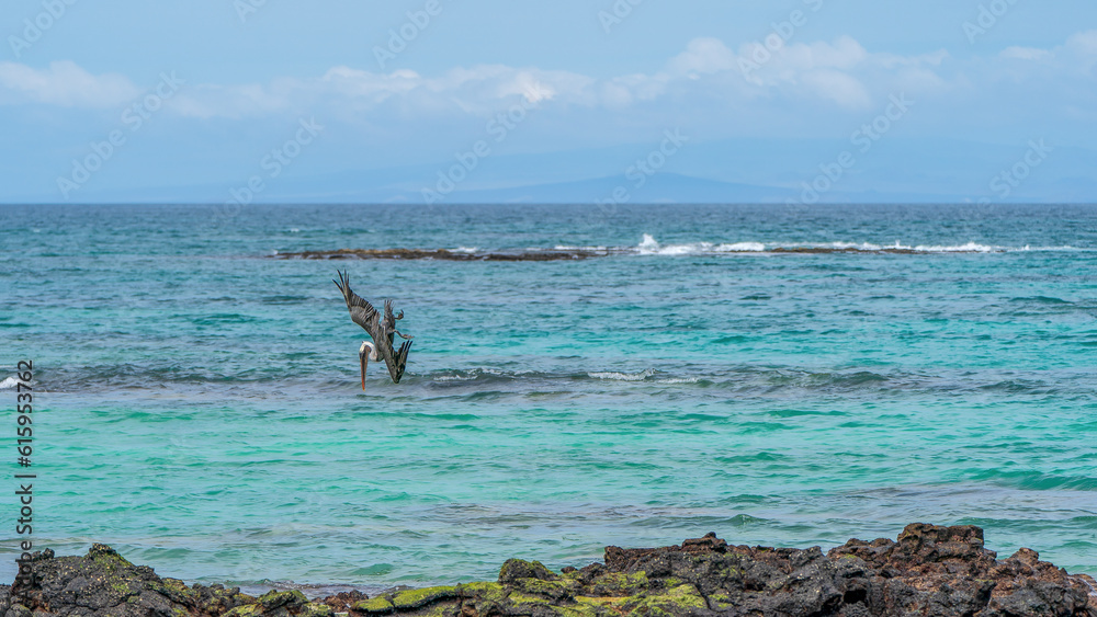A Galapagos pelican feeding