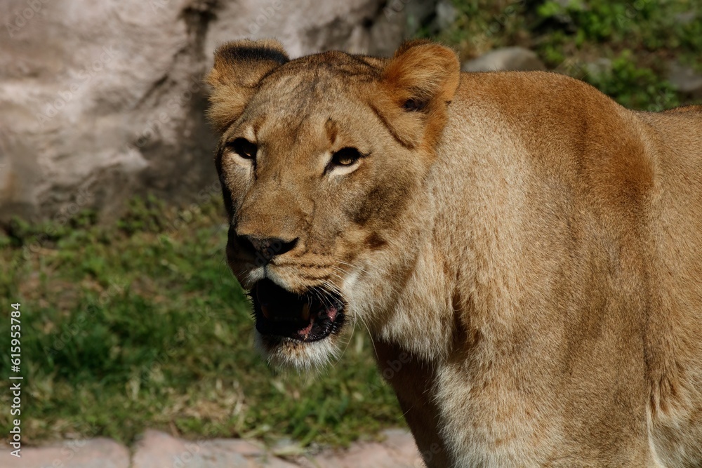 lioness lioness