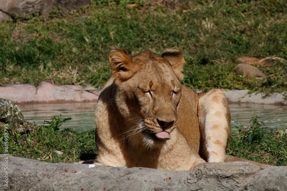 Naklejka premium female lion
