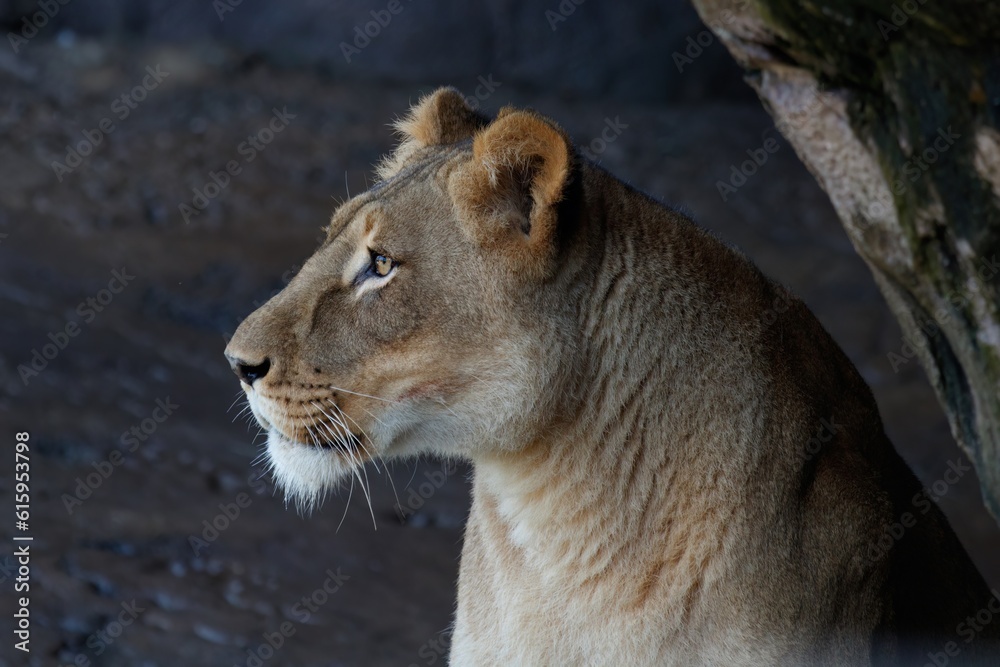Naklejka premium female lion