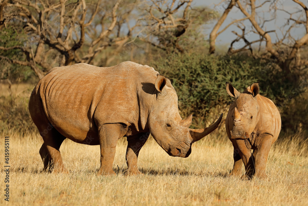 White rhinoceros (Ceratotherium simum) with calf in natural habitat, South Africa White rhinoceros (Ceratotherium simum) with calf in natural habitat, South Africa