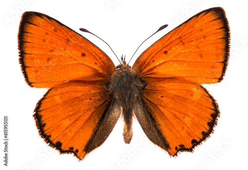 Male large copper butterfly (Lycaena dispar) isolated on a white background photo
