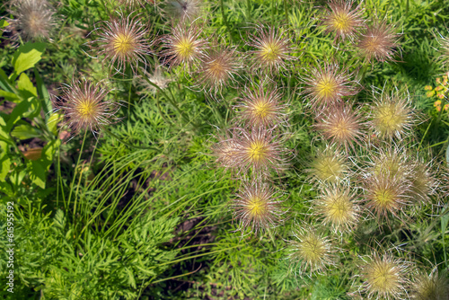 Closeup of the wiry Pulsatilla vulgaris silky seed heads