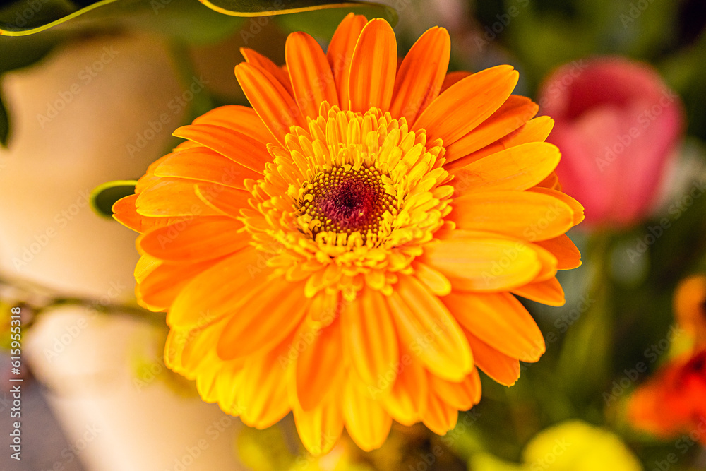 orange gerbera flower orange gerbera flower