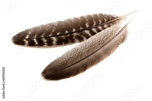 Feathers of turkey wings on white background close-up, isolated