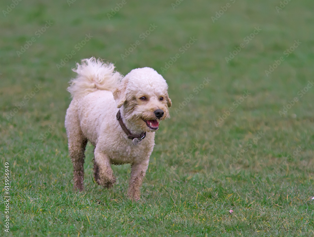 Cavapoo dog running in a muddy field.