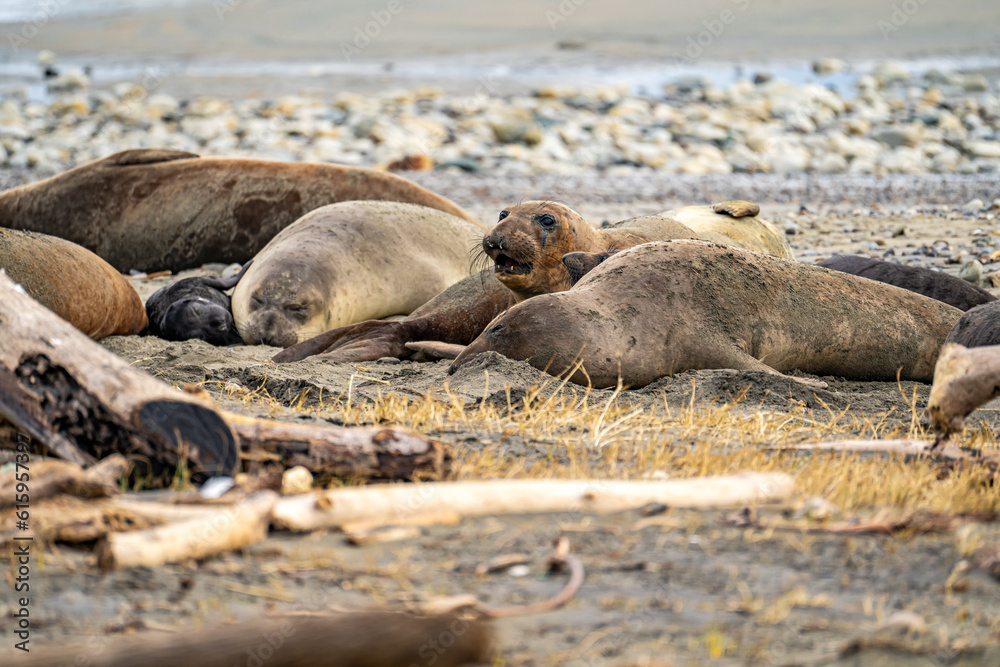 Fototapeta premium Elephant seals rest on the beach, Point Reyes, California