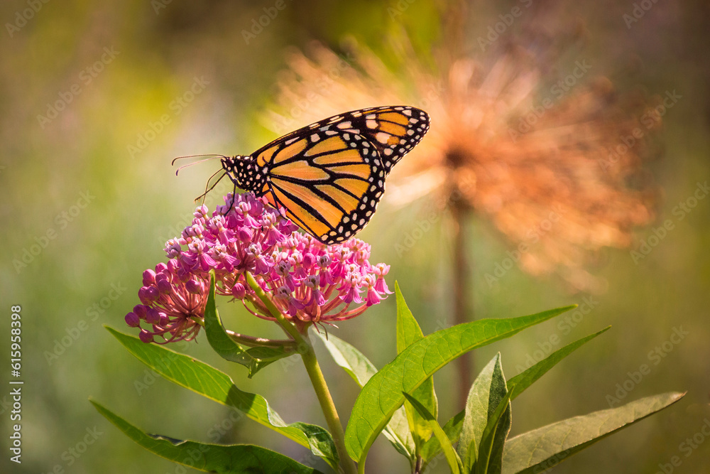 Obraz premium Close-up of a Monarch Butterfly sitting on a pink milkweed flower, an endangered species of butterfly