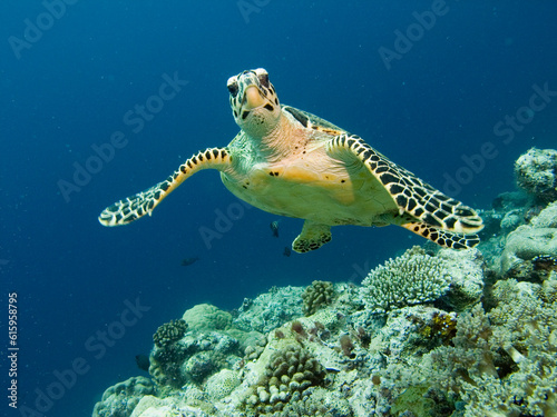 Obraz na plátně Reef turtle swim in light clear water