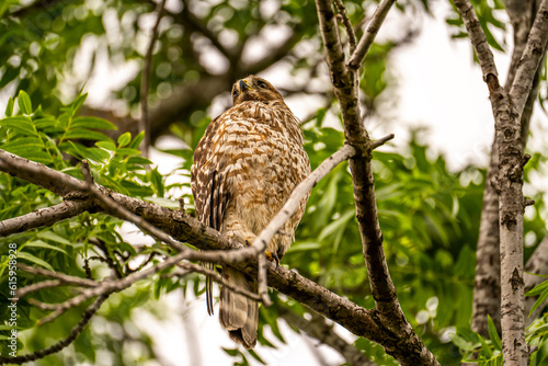 Red-shouldered Hawk sitting on a tree.