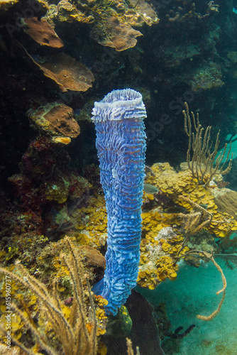 one arm of a callyspongia vafinalis on a reef photo