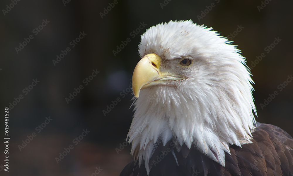 Vigilant bald eagle. Vigilant bald eagle.
