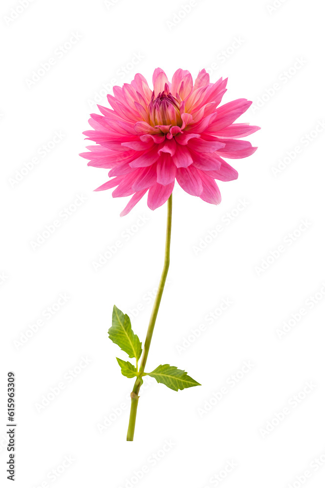 Single pink dahlia flower isolated on a white background. Single pink dahlia flower isolated on a white background.