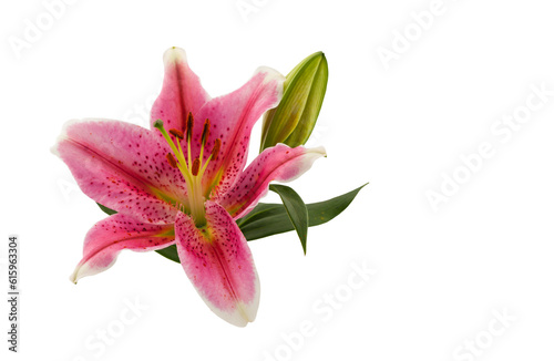 Pink lily flower isolated on a white background.