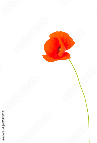 Single red poppy flower isolated on a white background.