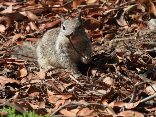 Ardilla comiendo