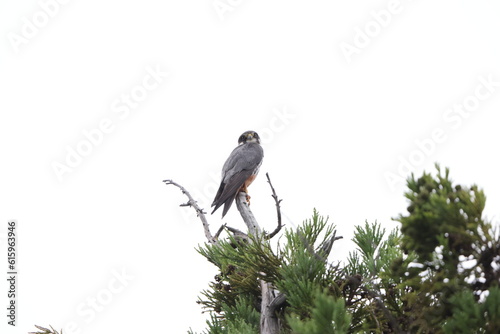 Eurasian hobby (Falco subbuteo) in Japan photo