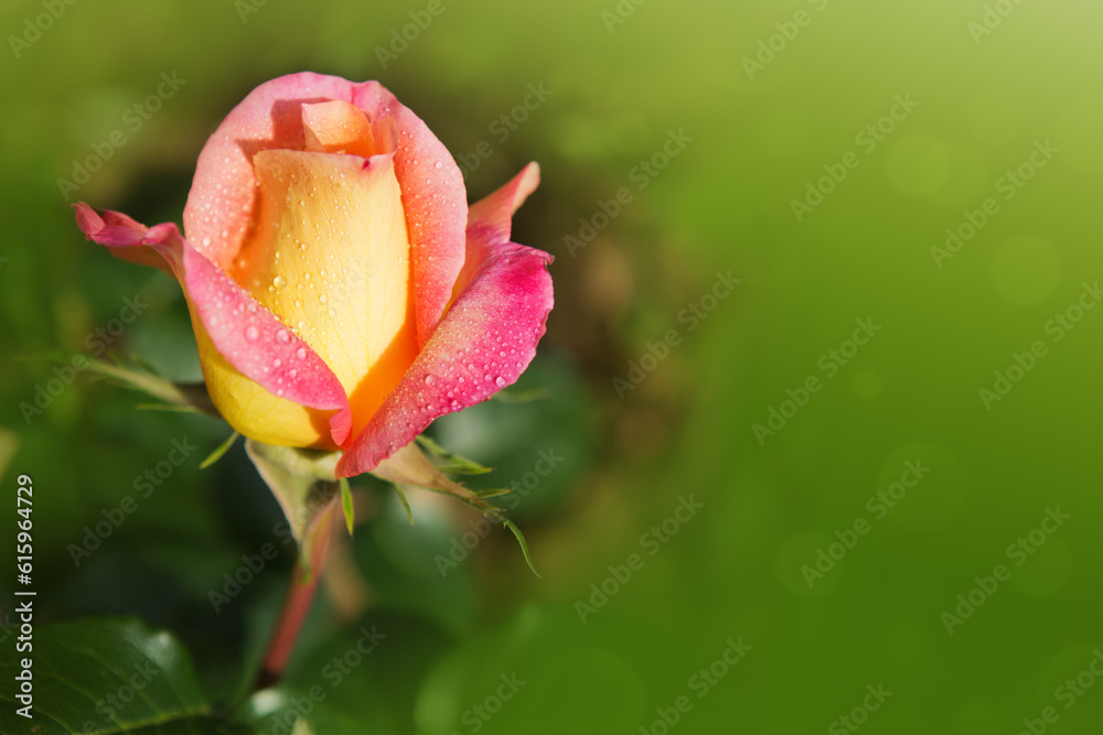 Orange rose as a natural and holidays background. Single rose isolated on green.