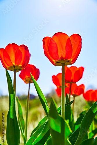 Spring red flower tulips. Bunch dutch flowers with green leaves.
