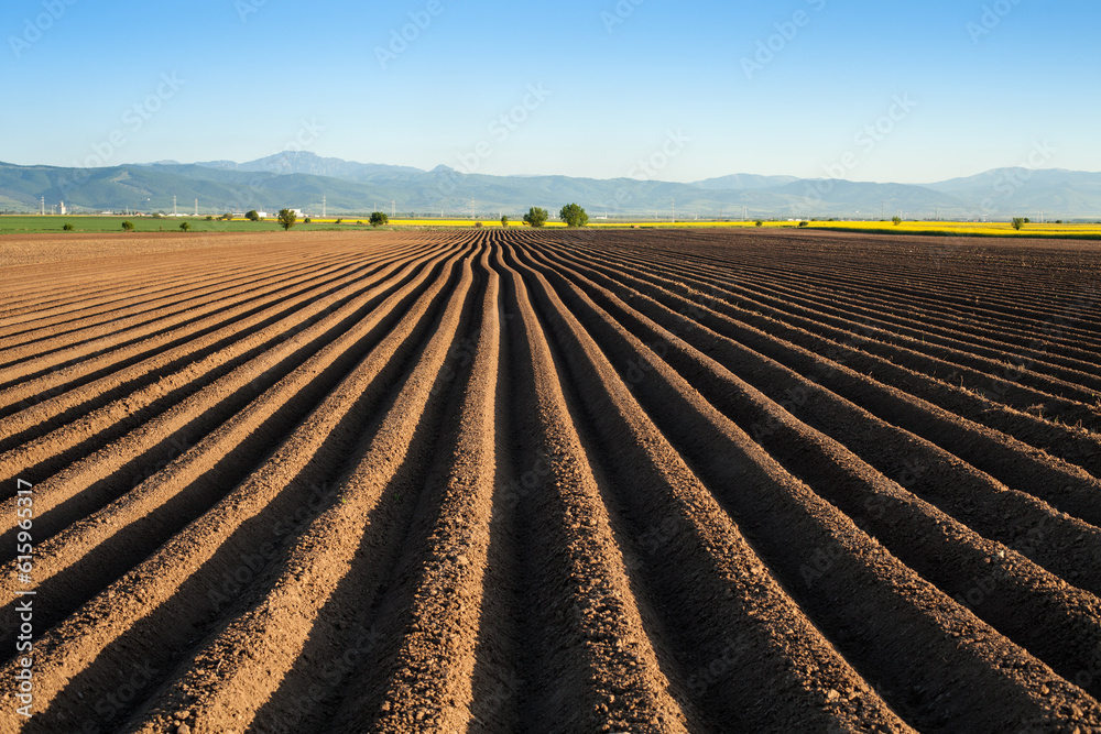 Potato field in the early spring after sowing - with furrows running towards the horizon in the late afternoon lights