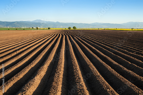 Potato field in the early spring after sowing - with furrows running towards the horizon in the late afternoon lights