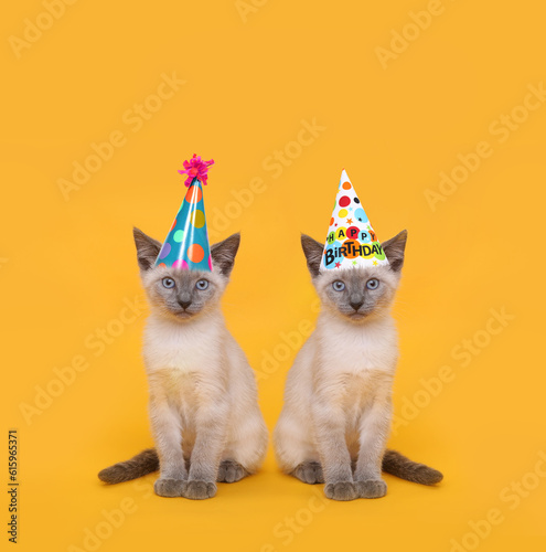 Siamese Party Cats Wearing Birthday Hats