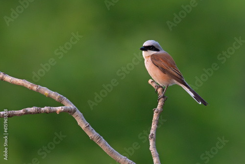 Gąsiorek (Lanius collurio) #615965378