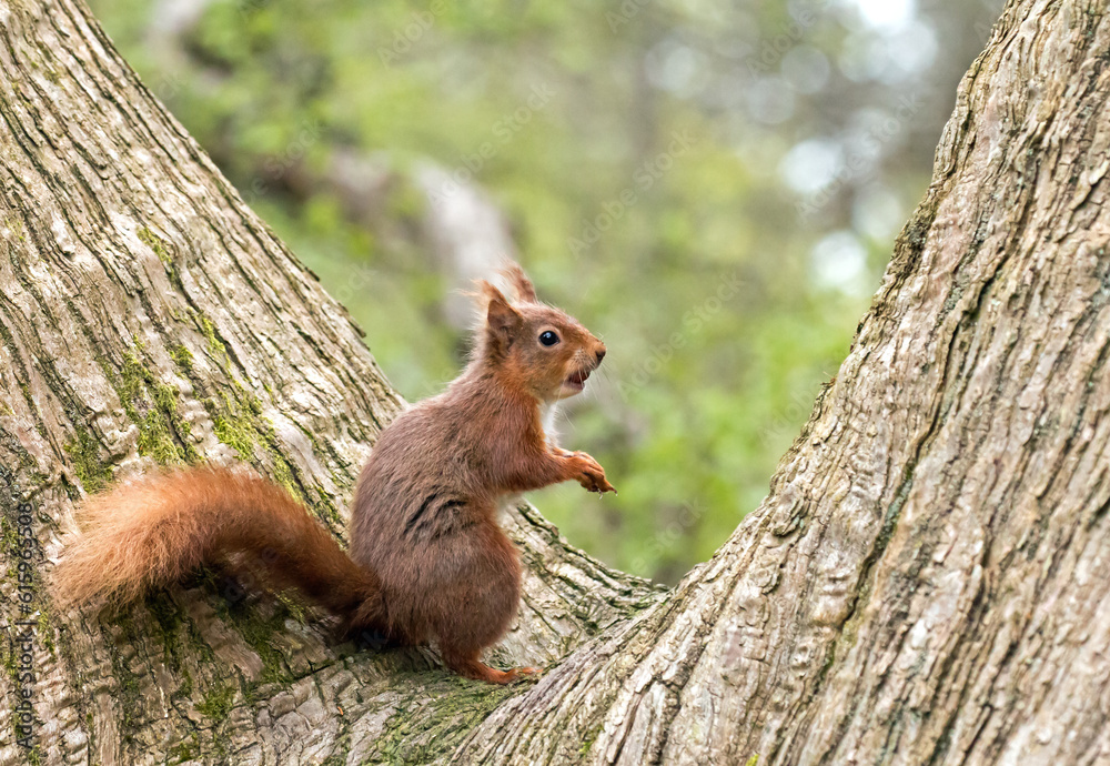 Red Squirrel in fork of tree, hazelnut in its mouth. Red Squirrel in fork of tree, hazelnut in its mouth.