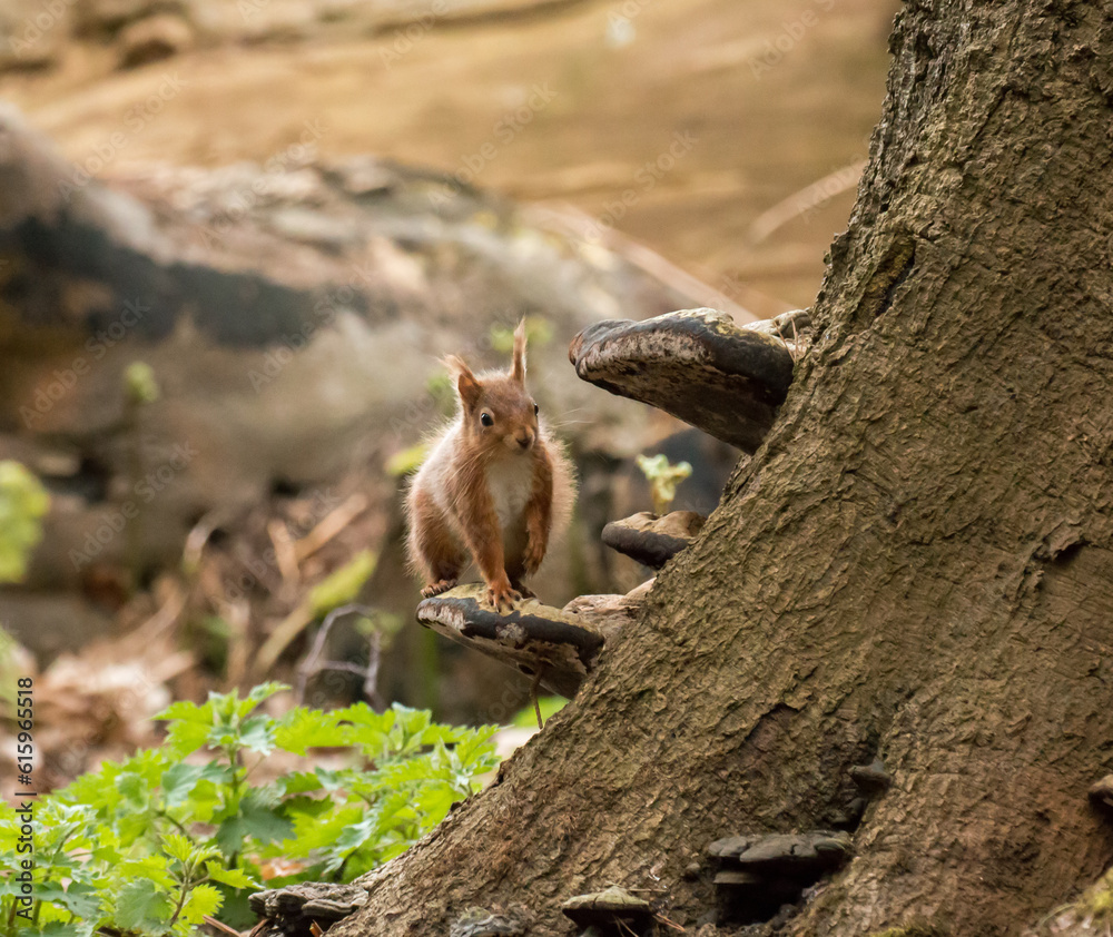 Obraz premium Red Squirrel on bracket fungus on Brownsea Island.
