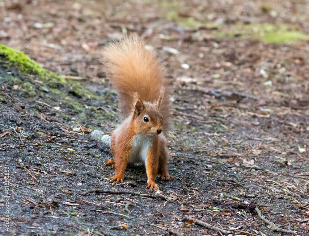 Red Squirrel on ground in woodland on Brownsea Island. Red Squirrel on ground in woodland on Brownsea Island.