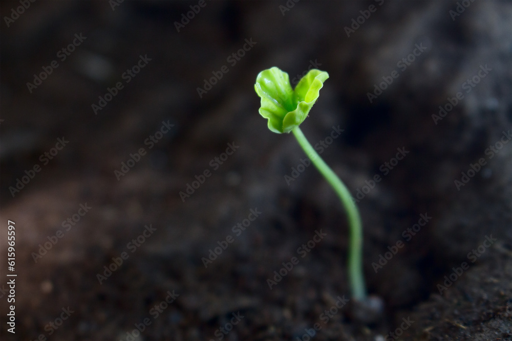A little green tree with love shape leafs in dark ground A little green tree with love shape leafs in dark ground