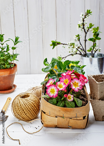 Spring flower primula in wicker basket on wooden board with garden inventory gardening.
