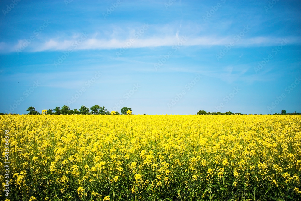 field of yellow rapeseed against the blue sky. Spring summer day.