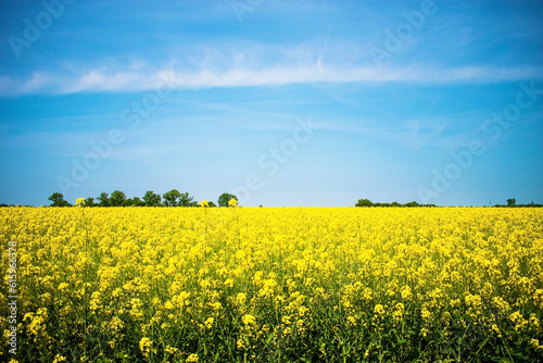 field of yellow rapeseed against the blue sky. Spring summer day. © Designpics