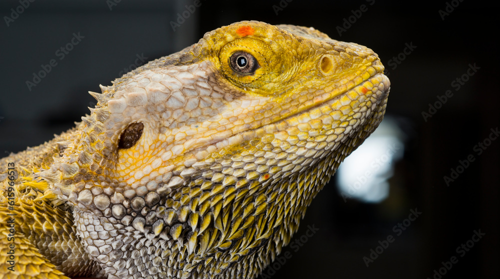 Fototapeta premium macro portrait of an agama lizard on a dark background