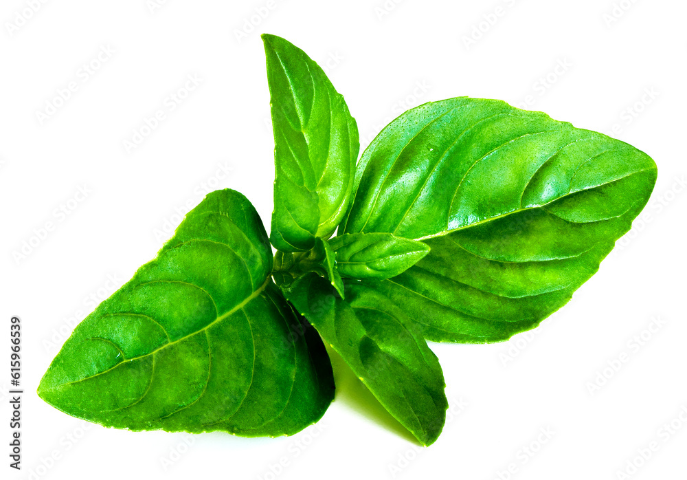 A closeup of fresh basil leaves on the white background A closeup of fresh basil leaves on the white background