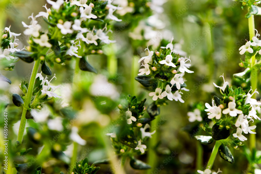 A closeup of thyme in bloom in spring A closeup of thyme in bloom in spring