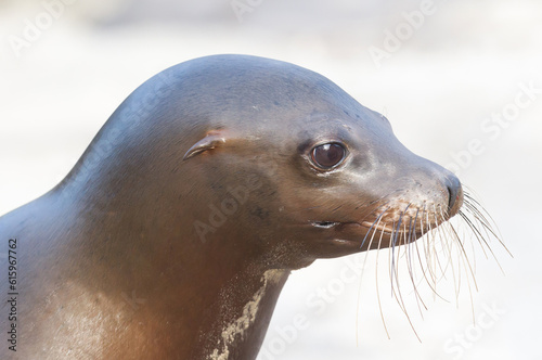 Sea lion closeup - Waiting to be entertained
