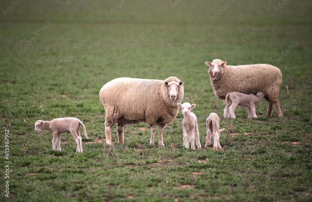 Ewes with their baby lambs in a grassy field Ewes with their baby lambs in a grassy field